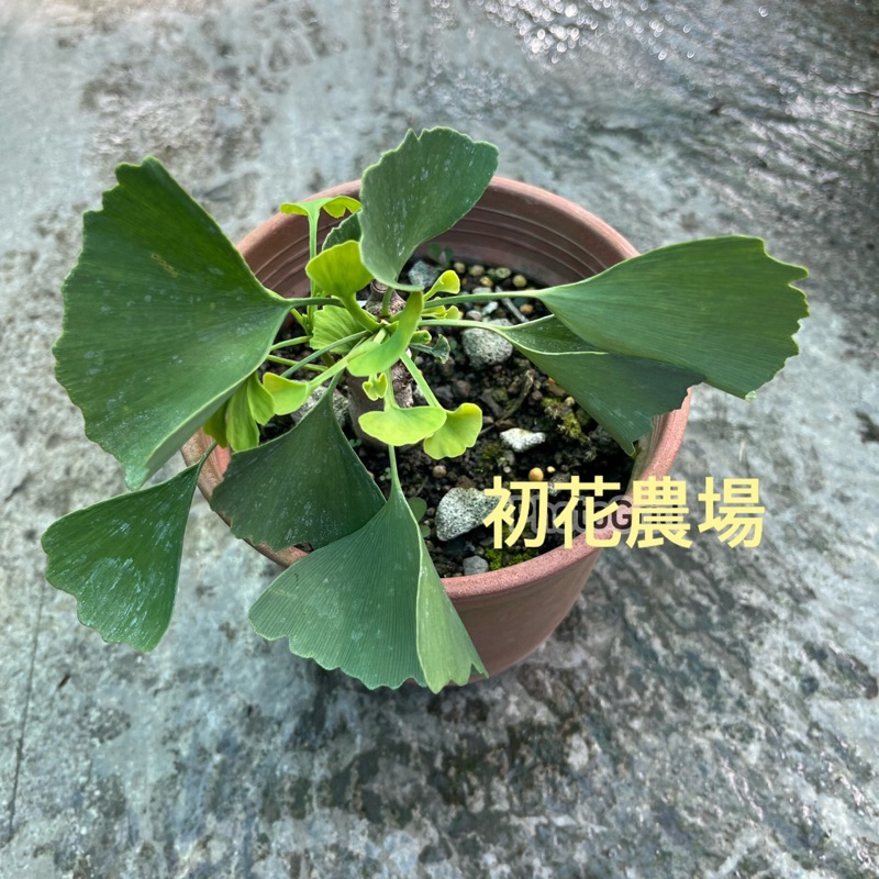 初花農場|銀杏（母）|林木植物|5吋盆|嫁接苗----定價2000特價1500