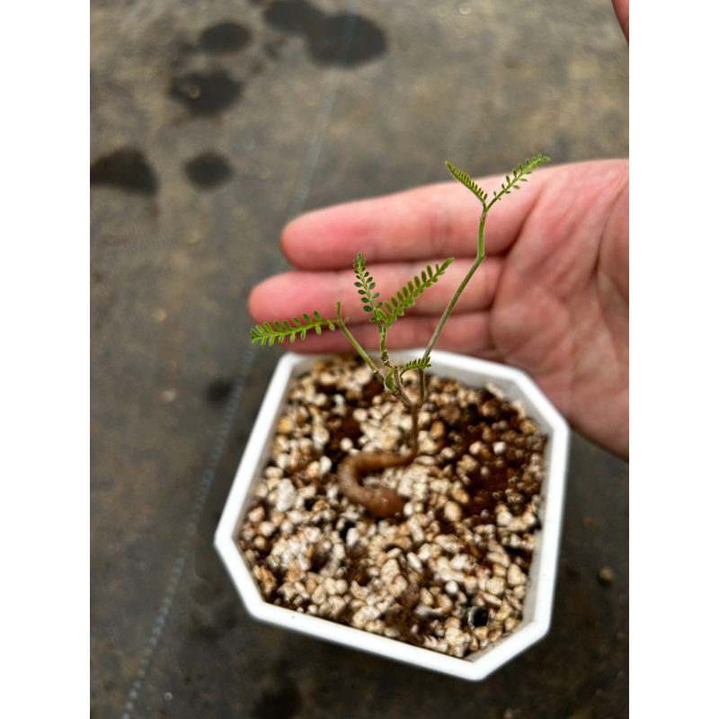 operculicarya hyphaenoides織冠漆樹實生苗