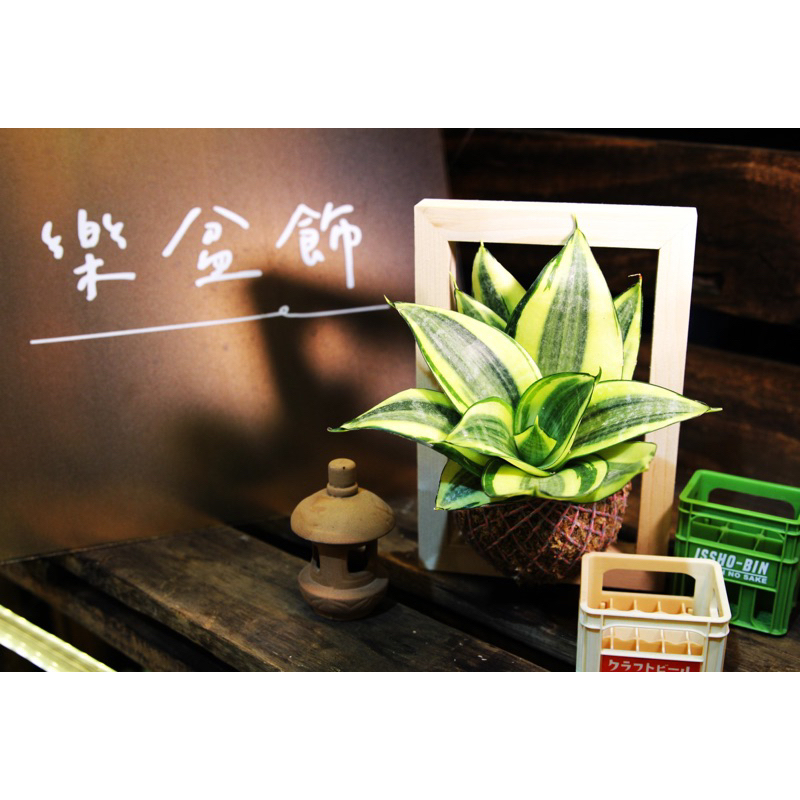 室內植物 哈尼虎尾蘭 苔球 觀葉植物 療癒植栽 耐陰植物 居家擺設 送禮小物 文創商品