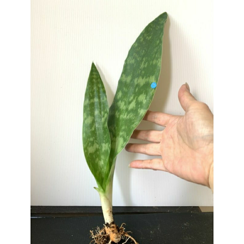 1 龍紋 虎尾蘭 植物