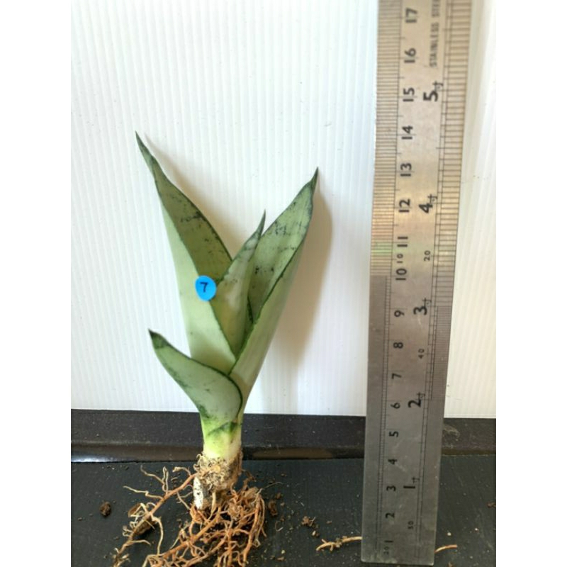 7 星光 虎尾蘭 植物