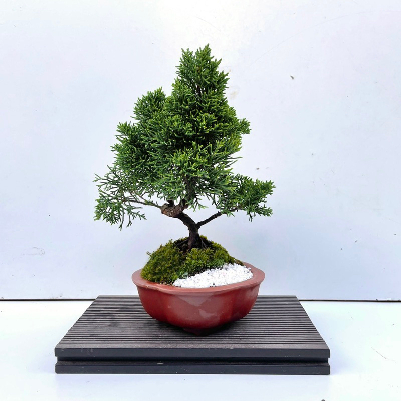 野趣小品盆栽》紀州真柏．盆景．松柏盆栽02（不含擺件） | 蝦皮購物