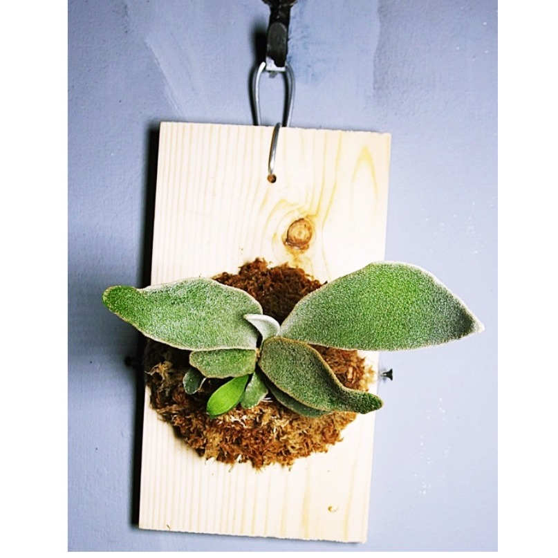 &lt;美心花園&gt; 立葉銀鹿   已上板 18原生之一 上板植物 上板鹿角蕨 銀鹿鹿角蕨