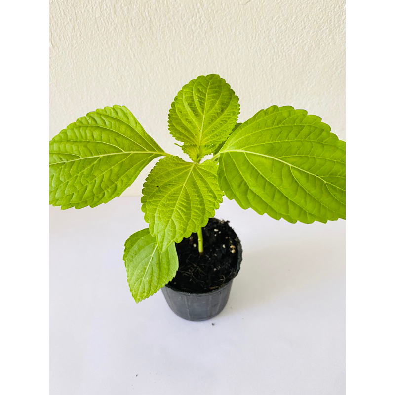 韓國芝麻葉  2.5寸盆 芝麻葉 韓國紫蘇 有綠葉 和 紅葉2種，韓國芝麻葉2.5吋黑軟盆