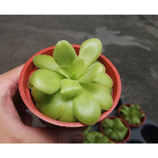 <美心花園>蘋果捕蟲堇 Pinguicula agnata x potosiensis 捕蟲菫 生態瓶 食蟲植物小黑飛