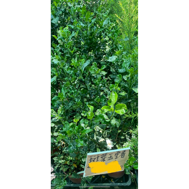 🌳斑葉玉堂春5 吋盆實物拍攝庭院植物 觀葉植物 綠化植物超商限2盆