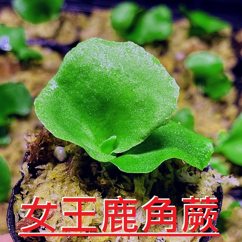 ✨KAI鹿角蕨👍【09-女王鹿角蕨】18原生種之一。兩寸盆小苗。(附花牌)