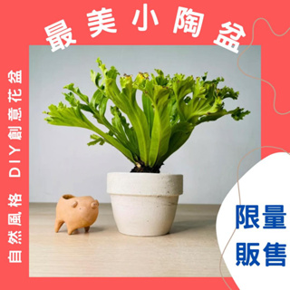 Rainxpluie 知雨若泥 花盆陶器 多肉花器盆栽•植物塊根苔球苔蘚蕨類•乾燥花組盆 辦公室佈置 復古做舊柴窯小盆器