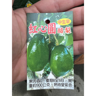 頂耀園藝 紅心圓酪梨 高度約30-40公分