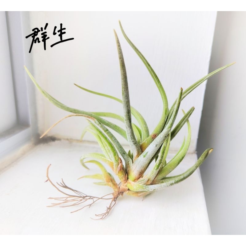 迷你樹猴 香花國際 Tillandsia streptocarpa “稀有”“香花” 空氣鳳梨 空鳳