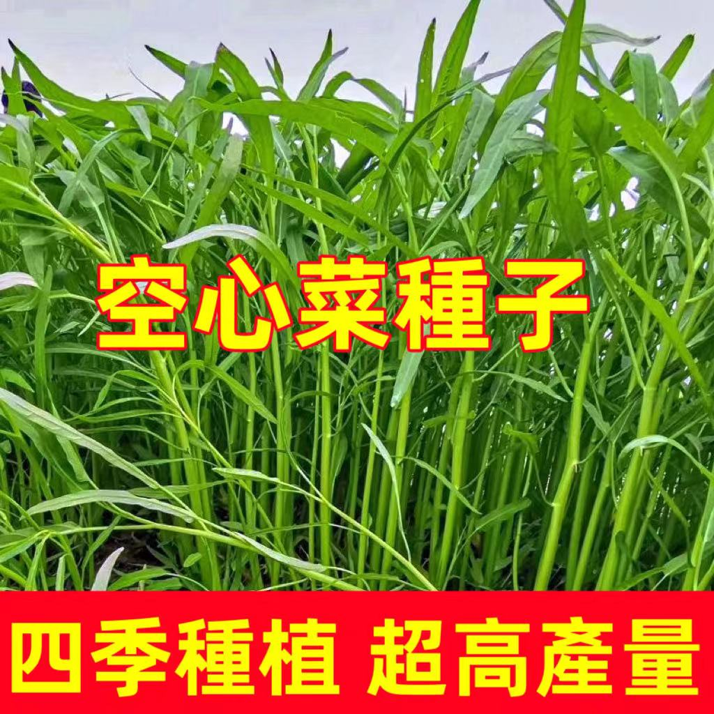 桃園出貨【空心菜種子】 四季種植 超高產量 100%發芽率 四季種植水果蔬菜 專用種子 滿150免運出貨 多買多送