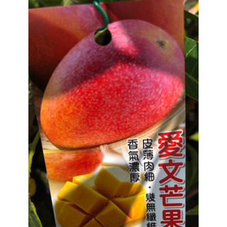 愛文 芒果｜4吋苗植袋～嫁接的果樹苗木⋯