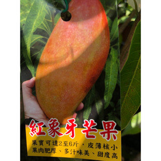 紅象牙 芒果🥭｜4吋苗植袋～嫁接果樹苖木⋯