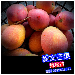 ✅愛文芒果苗✅嫁接粗大盆栽 產期中是寄出開花結果 四季蜜芒果苗 四季蜜芒果苗 金蜜芒果苗 金煌芒果苗 土芒果苗 紅龍芒果