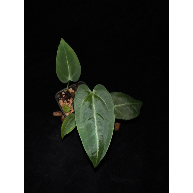 Anthurium papillilaminum x verapazense variegated 稀有斑葉黑蝶交種火鶴