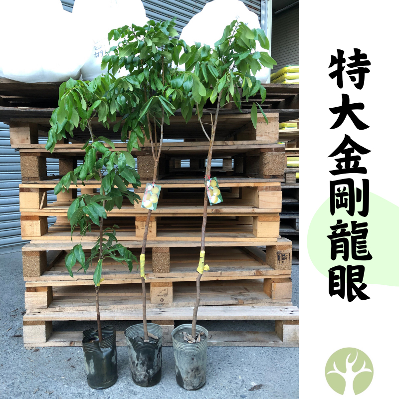 ［農夫世家］新品種 特大金剛龍眼 靠接處理 大果改良 50元大小 脆肉 桂圓 果樹 苗 龍眼