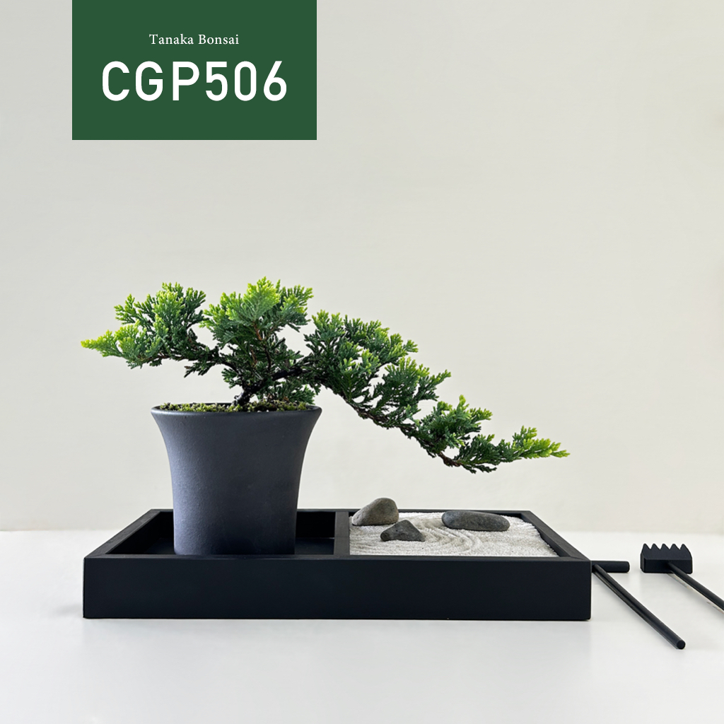 【Tanaka Bonsai】CGP506 黃金圓柏 (不含枯山水套件）｜松柏盆栽