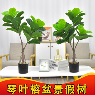 😇模擬綠植😇琴葉榕 盆景植物 客廳植物 家居擺件 北歐假樹葉 室內裝飾景觀植物 琴葉榕盆栽