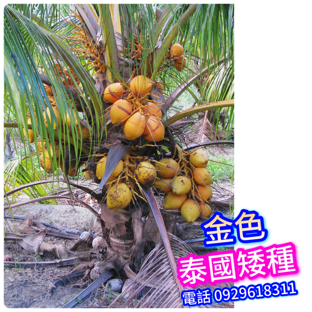 泰國矮種香椰苗【金色】矮種香椰、矮金色椰子、泰國矮種金椰子、矮種椰子、竽頭味椰子 水果苗