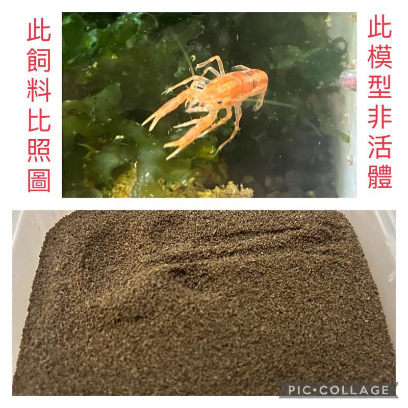 🦐飼料賣場/CPO橘色螯蝦專用飼料