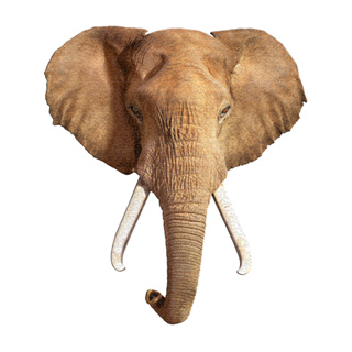 I AM 動物拼圖我是大象 700 系列 | 極限逼真動物、迷你精緻版、輕巧好攜帶【Madd Capp】