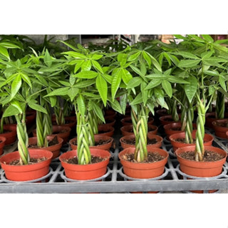 一禪種苗園-小巧可愛好運連連<馬拉巴慄/發財樹-辮子狀>小喬木-3吋盆/助正財運/送禮的藝術品/桌上型盆栽/招財風水植物