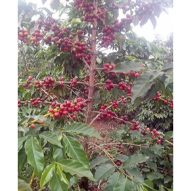 【咖啡豆】肯亞 2023歐舍獨家 日曬 批次0003 【ORSiR 歐舍咖啡】