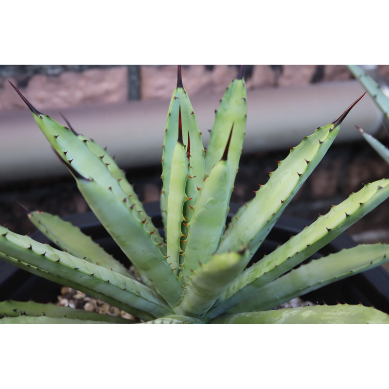 玫瑰八荒殿 / 多肉 植物 盆栽 龍舌蘭 Agave