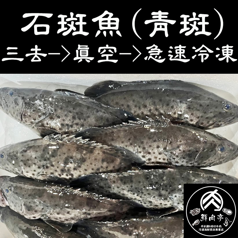 台灣海水特級石斑魚/青斑 (600克/尾) 純海水生長 現流 肉質鮮美細緻有彈性 頂級美味 鮮魚 🧊鮮肉亭🧊