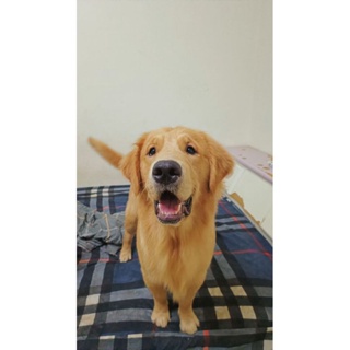 【打工狗狗】我家的黃金獵犬-Omarr(歐瑪)他真的很可愛，為肉走上販賣可愛之路