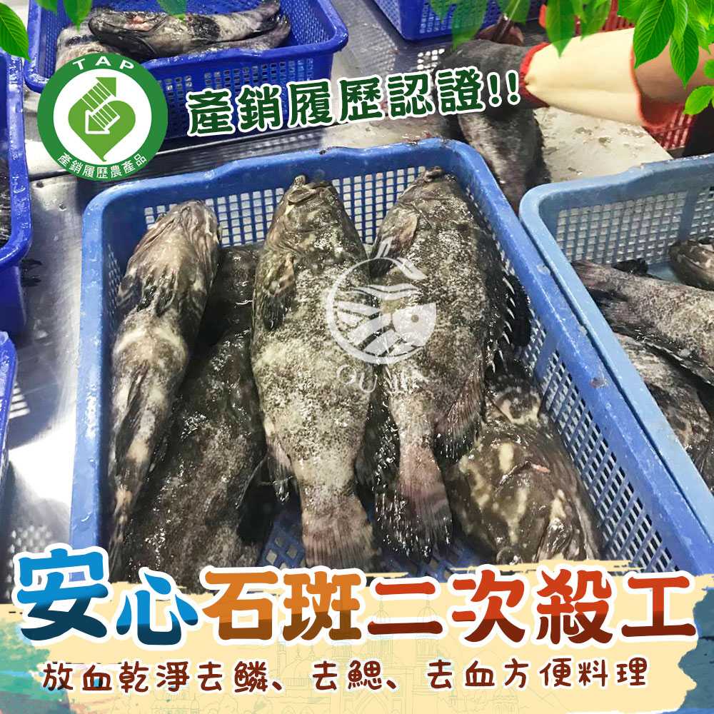 台灣龍虎斑石斑魚，殺清後急速冷凍真空包裝-500~600G±10%尾