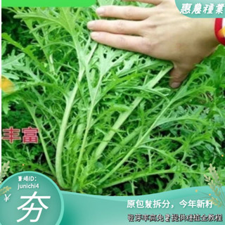 雪裡紅種子 雪裡紅種子 雪裡紅種子雪菜鹹菜種子外婆菜四季蔬菜籽田園陽臺小葉雪裡蕻籽【惠農園藝】