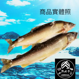 台灣活凍黃金公香魚 (270克/2尾裝) 大規格 真空包裝 魚肉細緻香甜 肥美鮮嫩 🧊鮮肉亭🧊