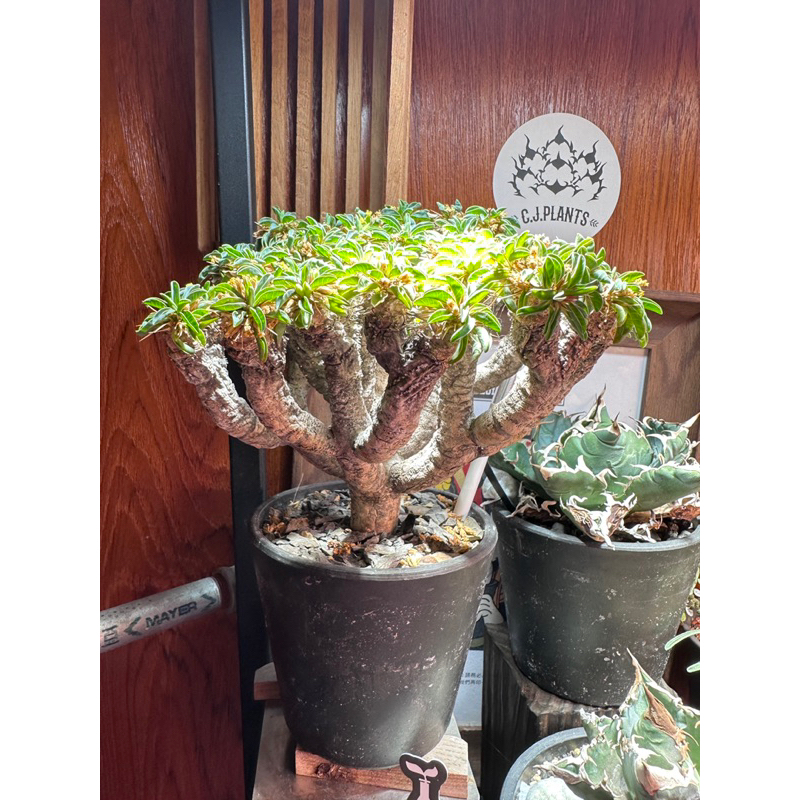 塊根植物 鬼棲閣 穩根