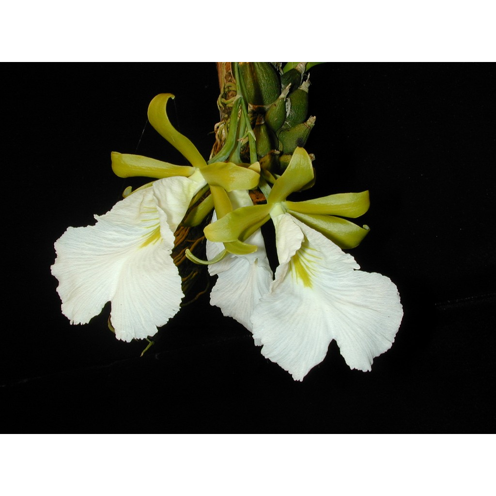 Encyclia mariae x sib 原生種蘭花瓶苗