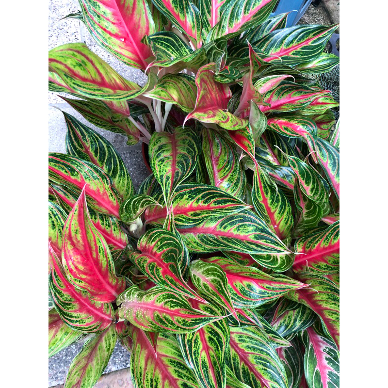 火狐狸 粗肋草｜3吋盆/苖植袋～室內🦊空氣淨化植物⋯