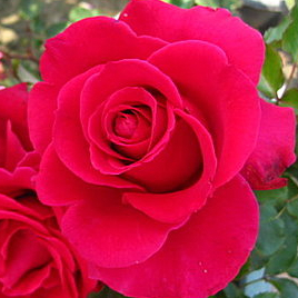 《日本櫻紅》🈶貨 🌹 玫瑰花盆栽苗 🌹 玫瑰苗 🌹 玫瑰花苗 🌹 玫瑰盆花 🌹玫瑰花🌹