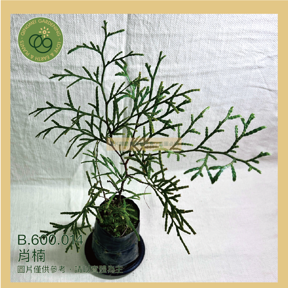 【台灣現貨】肖楠_3寸盆_買十送一 植物｜樹苗｜園藝｜造景｜觀賞_B.600.014