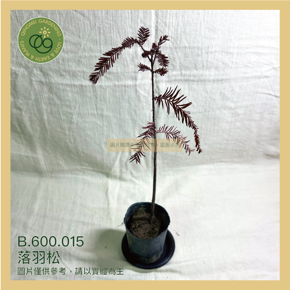 【台灣現貨】落羽松_3寸盆_買十送一 植物｜樹苗｜園藝｜造景｜觀賞_B.600.015