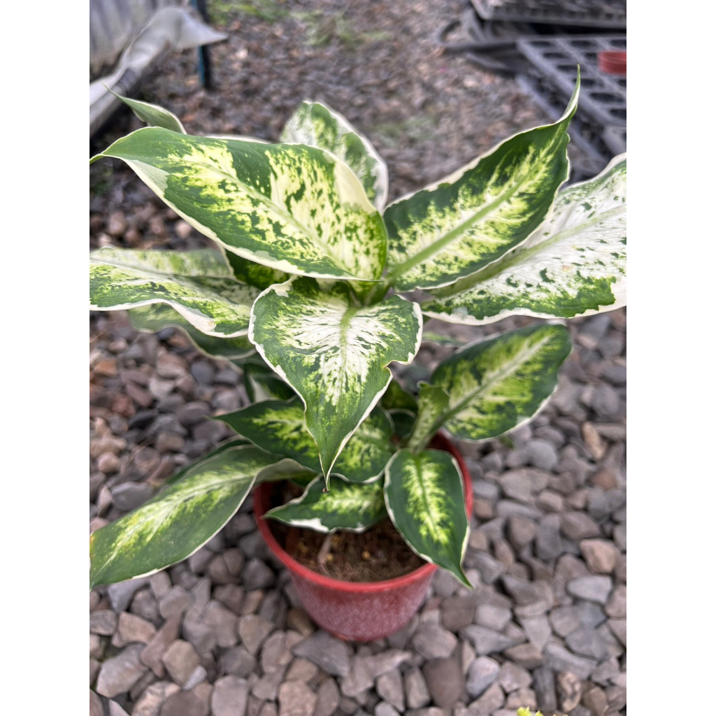 植系青屬-Dieffenbachia seguine ‘Anna’白緣黛粉葉/萬年青/粗肋草/觀葉植物/室內植物/五吋盆