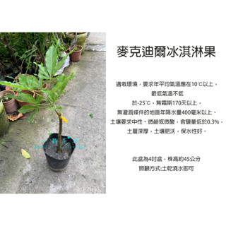 心栽花坊-麥克迪爾冰淇淋果/新品種/黃肉冰淇淋果/4吋盆/冰淇淋果/嫁接苗/水果苗/售價1500特價1000