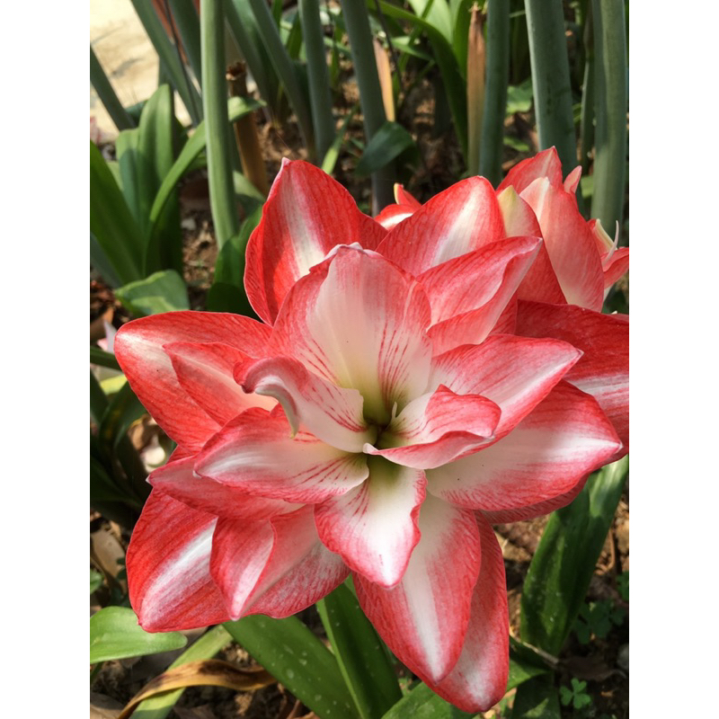 孤挺花/千禧，21號開花球，裸根剪葉梗寄出