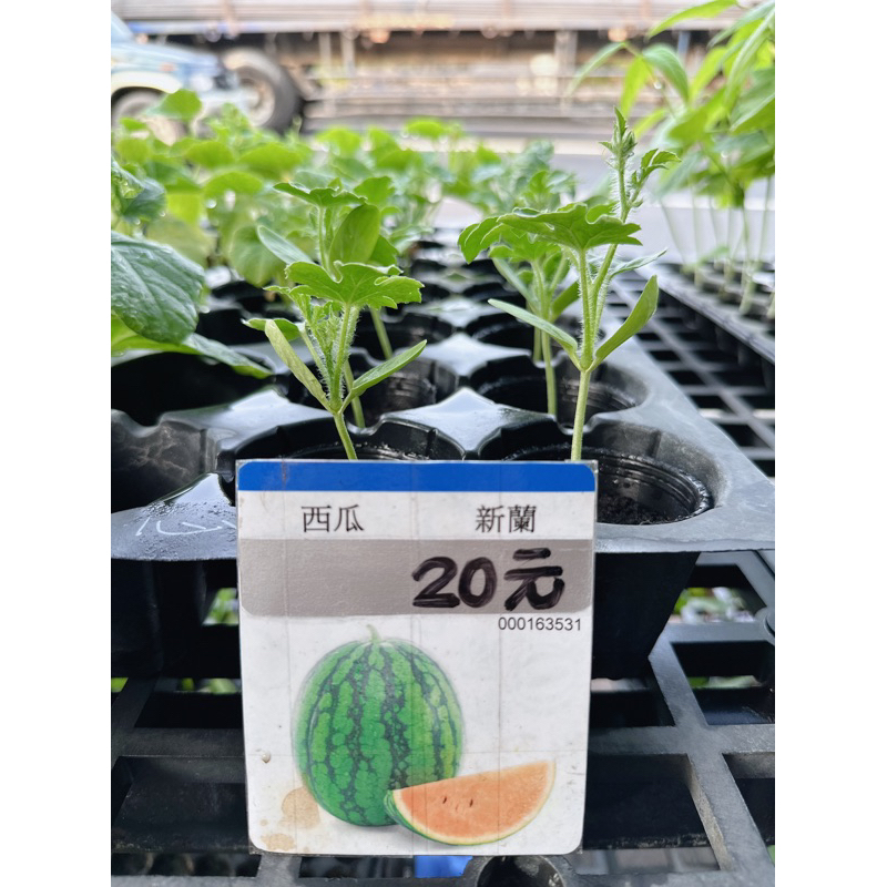 城禾農產🍃 新蘭西瓜苗 1盆 小玉西瓜苗 新蘭黃西瓜苗 黃肉西瓜苗 小玉西瓜苗 菜苗 黃肉小玉西瓜苗 西瓜菜苗 西瓜苗