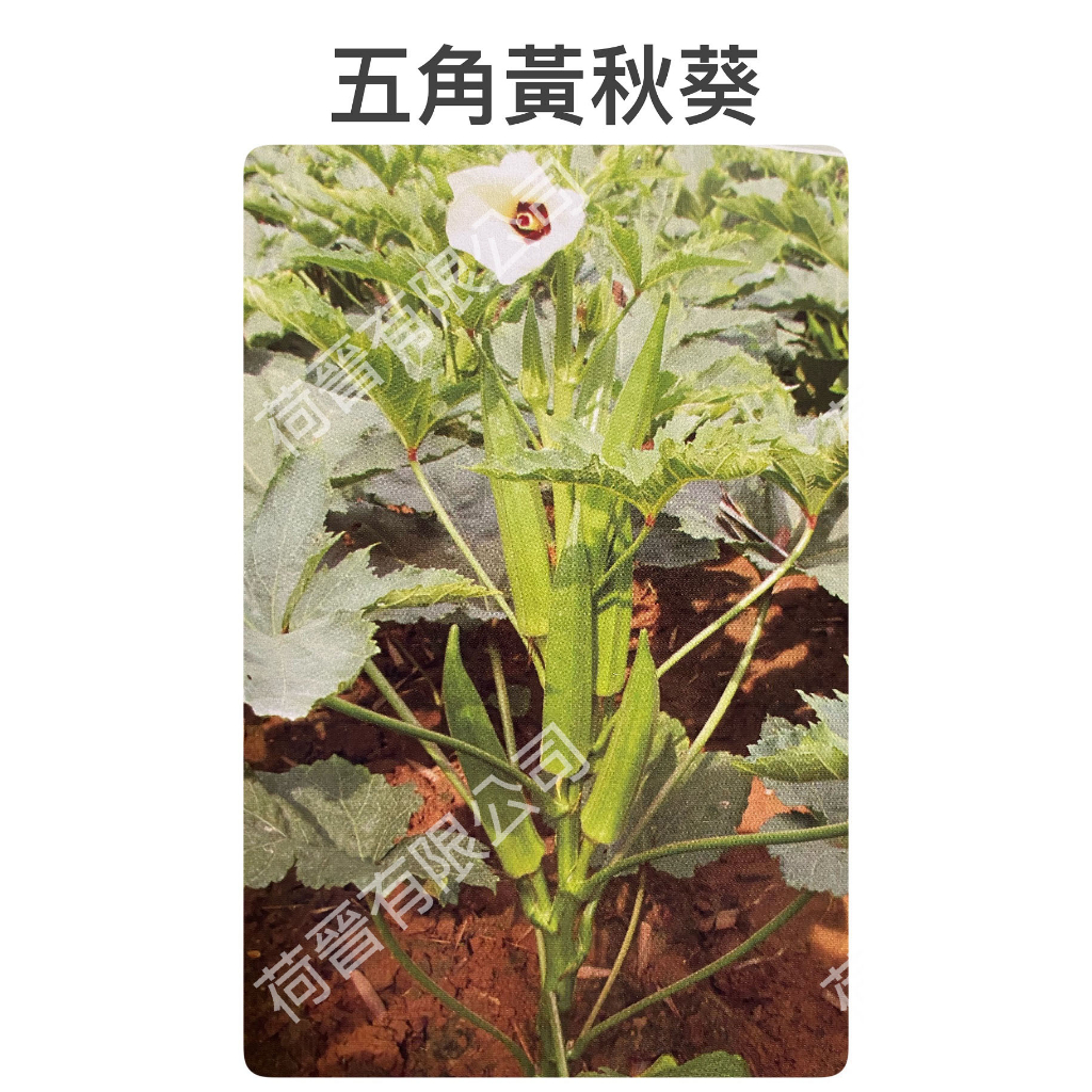 五角黃秋葵種子170公克 羊角豆種子