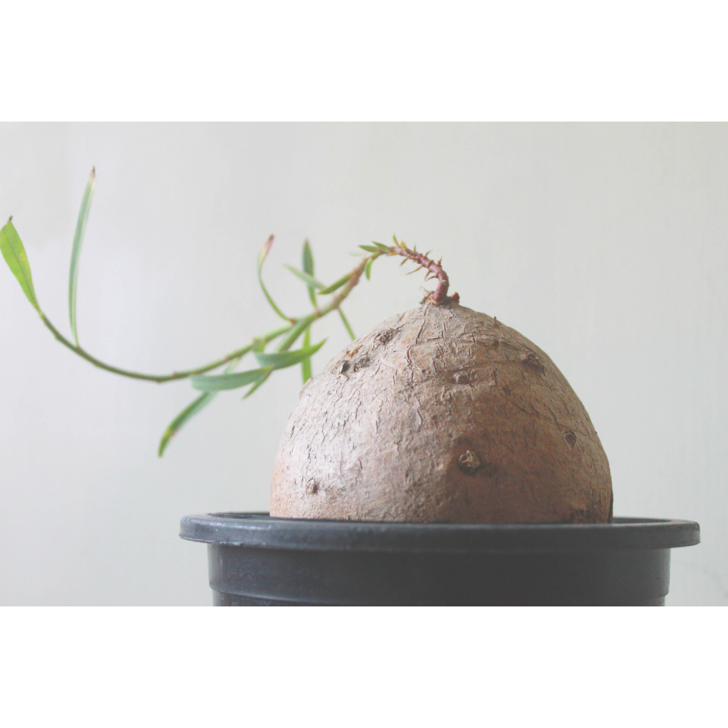 【塊根小農】原產玉龜龍大戟 Euphorbia trichadenia 特價販售至月底
