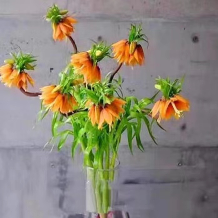 荷蘭進口皇冠貝母種子  庭院花卉家用鮮花 吸甲醛防輻射 淨化空氣