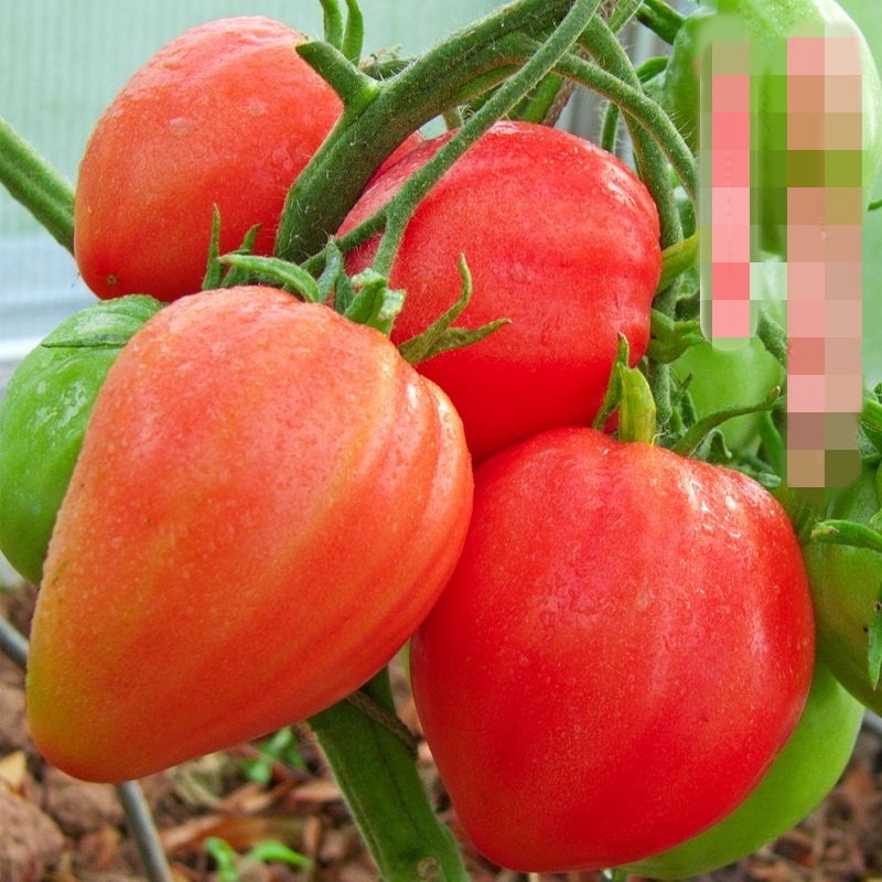 【蔬菜種子S310】紅牛心番茄~~肉厚，甜酸適口，品質佳，不易裂果。從播種到收穫約120~125天。
