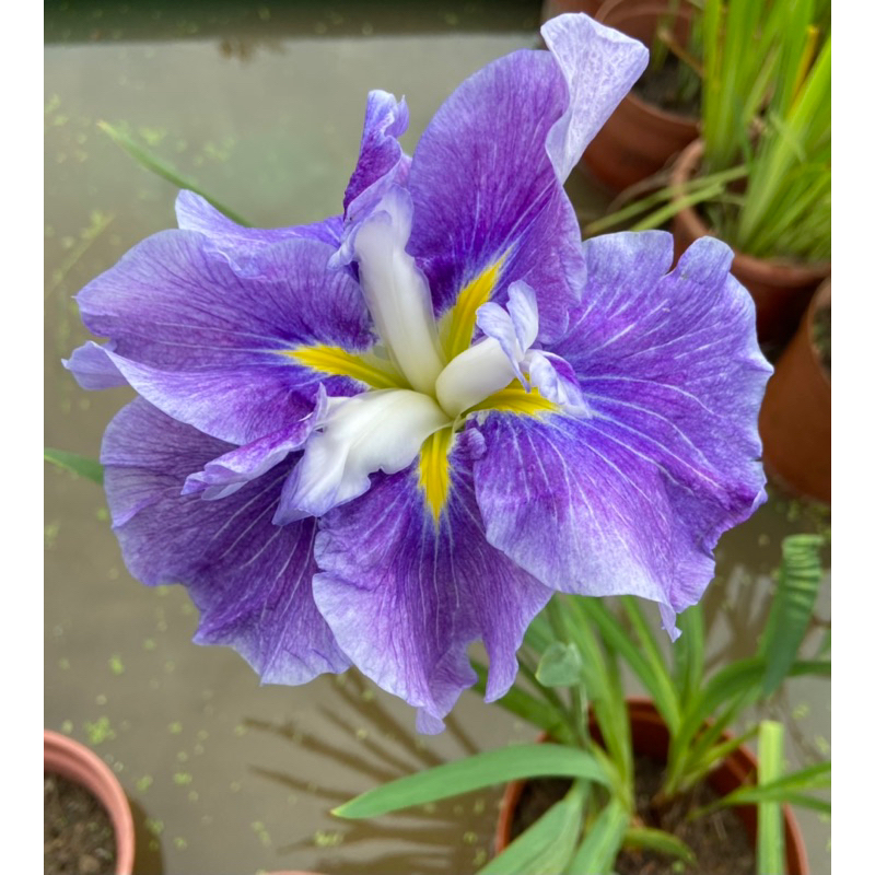 吹上濱（ 花菖蒲 ）