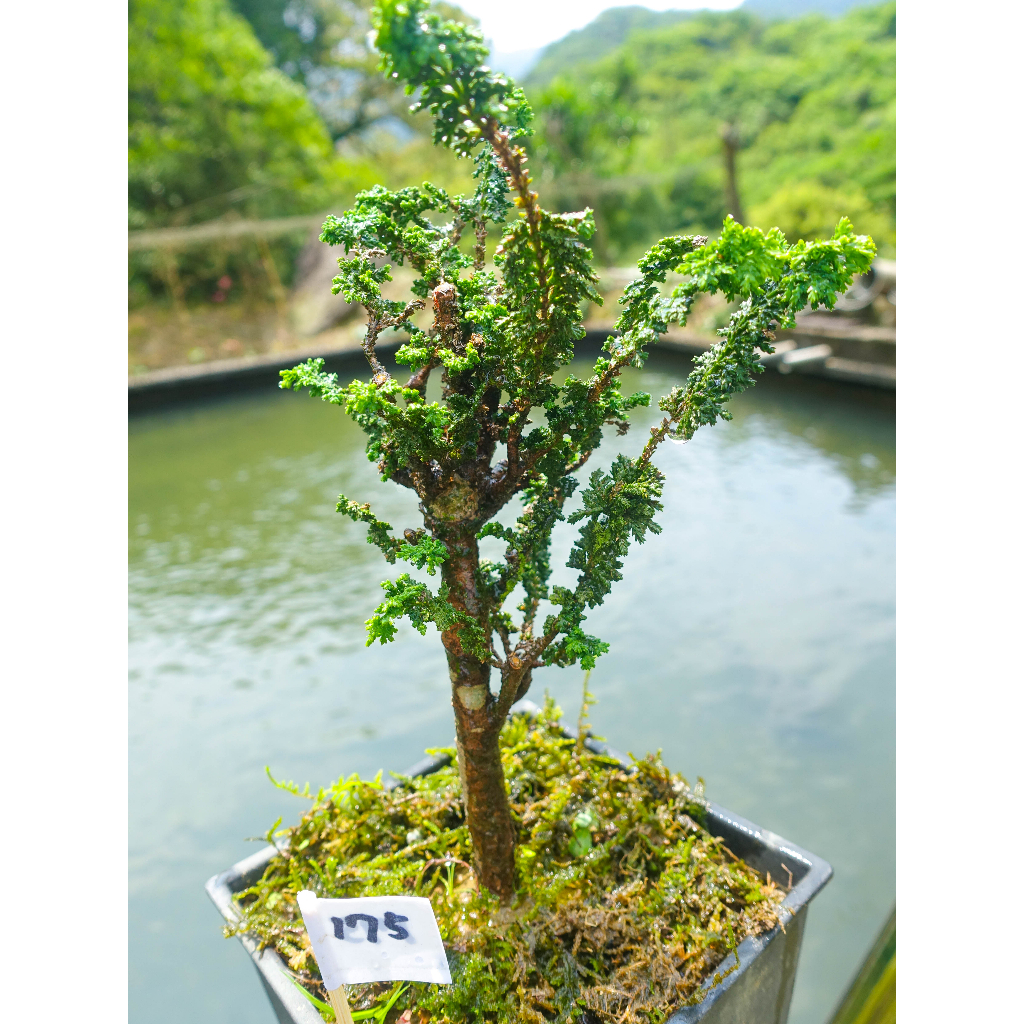 #175中 4年以上自培植健康翠綠療化心靈可愛日本石化檜