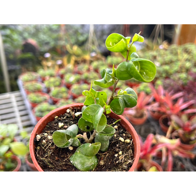 【多肉好好買】三寸盆 捲葉榕 觀葉植物 現貨